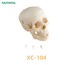 Серия черепа модели XC-104