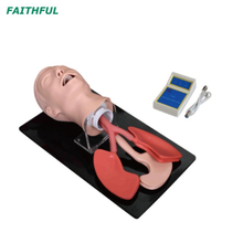 XC-407Series Human Trachea Model Intubation Model